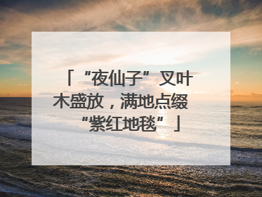 “夜仙子”叉叶木盛放，满地点缀“紫红地毯”