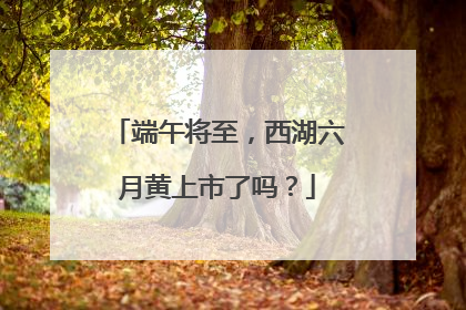 端午将至，西湖六月黄上市了吗？