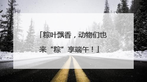 粽叶飘香，动物们也来“粽”享端午！