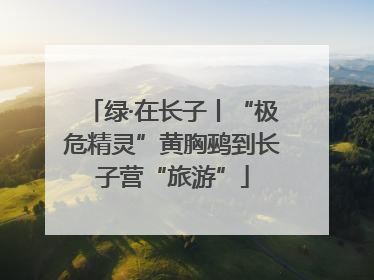 绿·在长子丨“极危精灵”黄胸鹀到长子营“旅游”