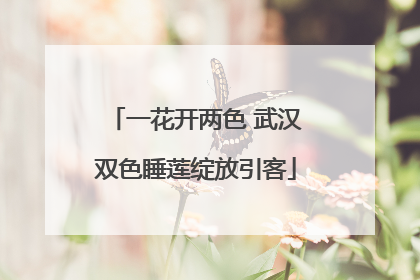 一花开两色 武汉双色睡莲绽放引客