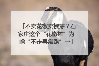 不卖花椒卖椒芽？石家庄这个“花椒村”为啥“不走寻常路”→