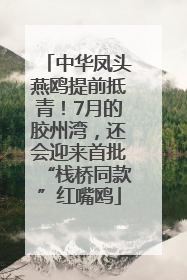 中华凤头燕鸥提前抵青！7月的胶州湾，还会迎来首批“栈桥同款”红嘴鸥