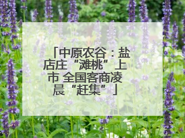 中原农谷：盐店庄“滩桃”上市 全国客商凌晨“赶集”