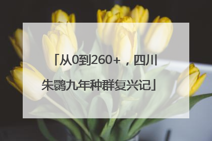 从0到260+，四川朱鹮九年种群复兴记