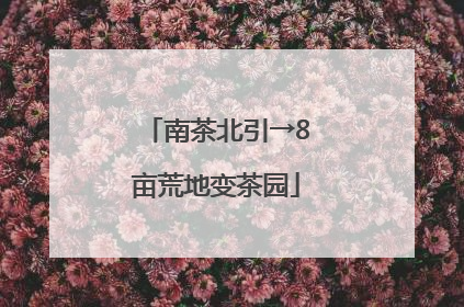南茶北引→8亩荒地变茶园