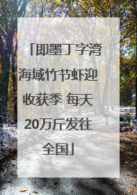 即墨丁字湾海域竹节虾迎收获季 每天20万斤发往全国