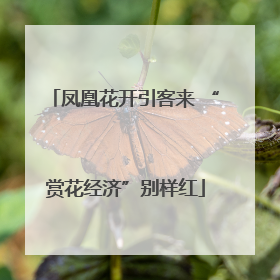 凤凰花开引客来 “赏花经济”别样红