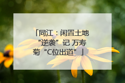 同江：闲置土地“逆袭”记 万寿菊“C位出道”