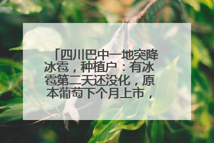 四川巴中一地突降冰雹，种植户：有冰雹第二天还没化，原本葡萄下个月上市，现在全被打落