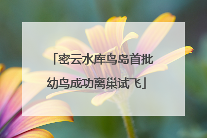 密云水库鸟岛首批幼鸟成功离巢试飞