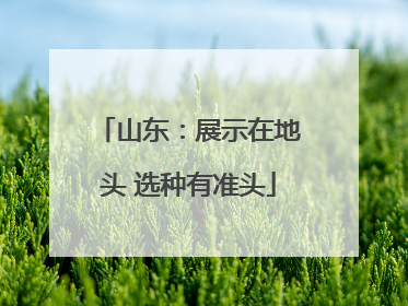 山东：展示在地头 选种有准头