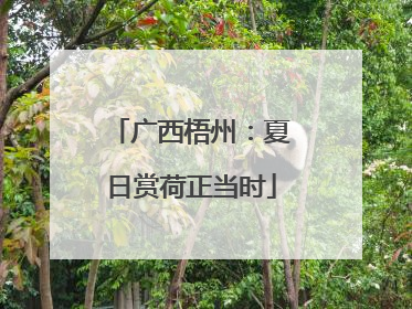 广西梧州：夏日赏荷正当时
