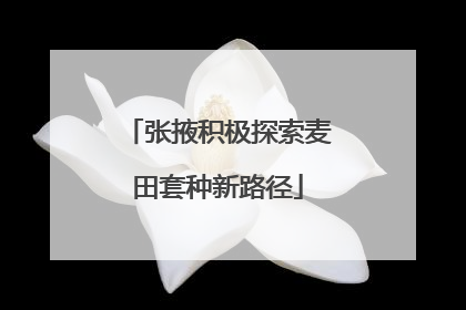 张掖积极探索麦田套种新路径