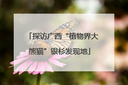 探访广西“植物界大熊猫”银杉发现地