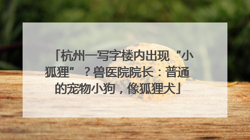 杭州一写字楼内出现“小狐狸”？兽医院院长：普通的宠物小狗，像狐狸犬