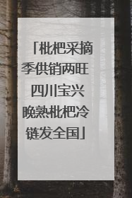枇杷采摘季供销两旺 四川宝兴晚熟枇杷冷链发全国