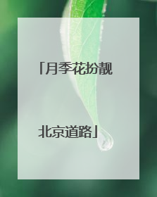 月季花扮靓北京道路