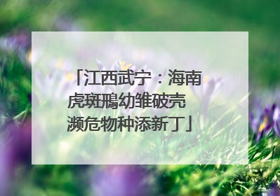 江西武宁：海南虎斑鳽幼雏破壳 濒危物种添新丁