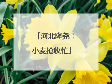 河北隆尧：小麦抢收忙