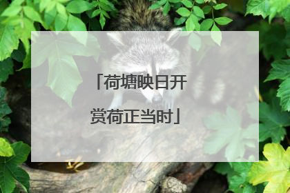 荷塘映日开 赏荷正当时