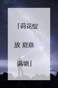 荷花绽放 夏意满塘