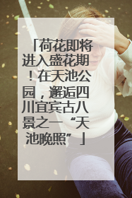 荷花即将进入盛花期！在天池公园，邂逅四川宜宾古八景之一“天池晚照”