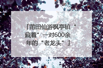 莆田仙游枫亭镇“藏着”一对600余年的“老龙头”