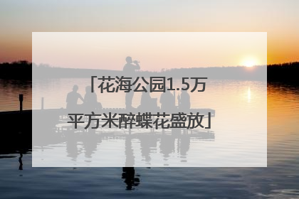 花海公园1.5万平方米醉蝶花盛放