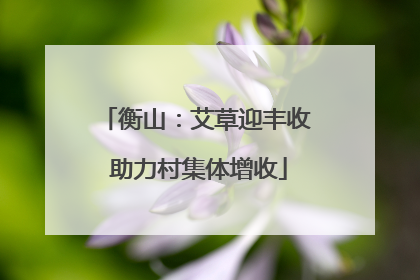 衡山：艾草迎丰收 助力村集体增收