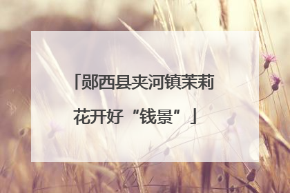 郧西县夹河镇茉莉花开好“钱景”