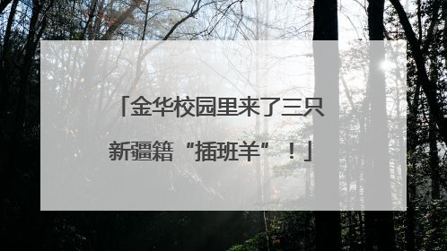 金华校园里来了三只新疆籍“插班羊”！