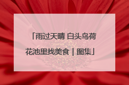 雨过天晴 白头鸟荷花池里找美食｜图集