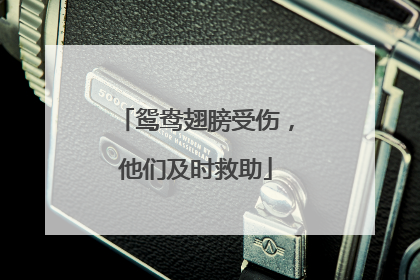 鸳鸯翅膀受伤，他们及时救助