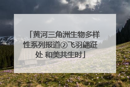 黄河三角洲生物多样性系列报道②飞羽翩跹处 和美共生时