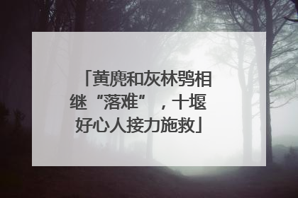 黄麂和灰林鸮相继“落难”，十堰好心人接力施救