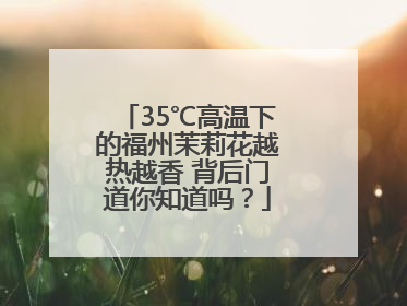 35℃高温下的福州茉莉花越热越香 背后门道你知道吗？